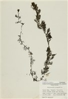 藏品(狸藻)的圖片